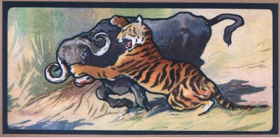 Tiger und Büffel von John Edwin Noble