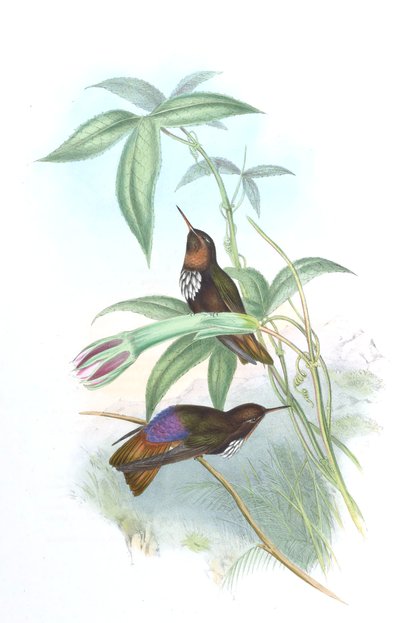 Aglaeactis castelnaui von John Gould
