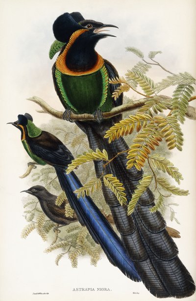 Arfak-Astrapia von John Gould