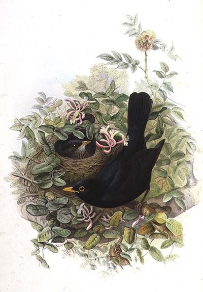 Amsel von John Gould