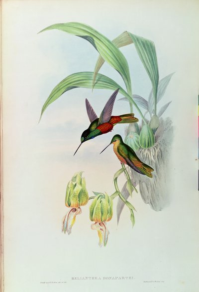 Bonapartes Sternfrontkolibri von John Gould