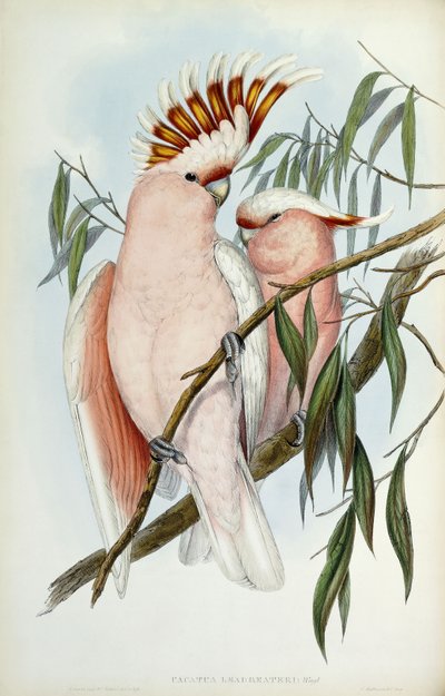 Cacatua Leadbeateri, 1848-1869 von John Gould