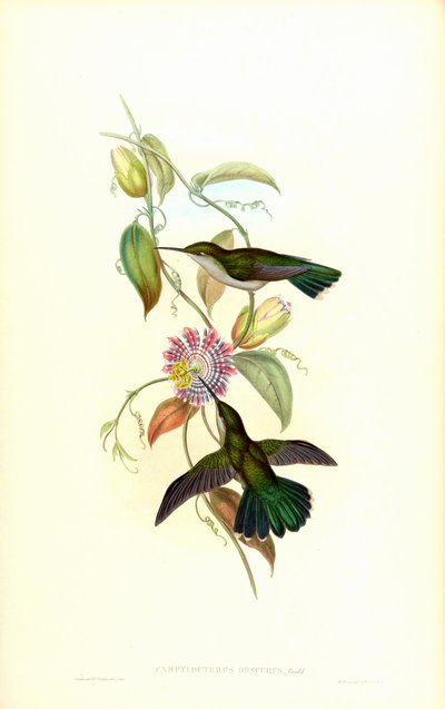 Campylopterus largipennis obscurus von John Gould