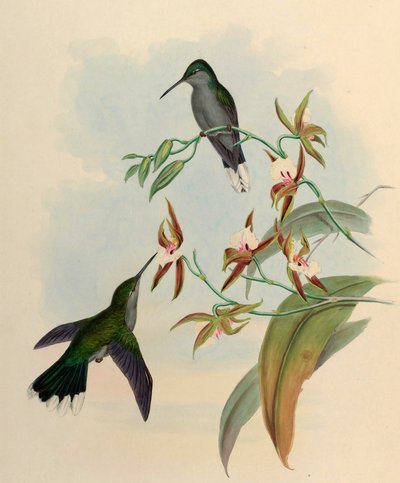 Campylopterus latipennis = Campylopterus largipennis von John Gould