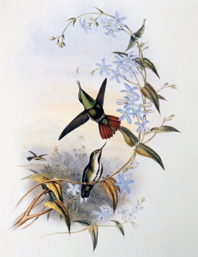Feuerschwanz-Säbelschnabel (Avocettula recurvirostris) von John Gould