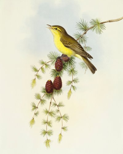 Schnäpper (Ficedula hypolaris) von John Gould
