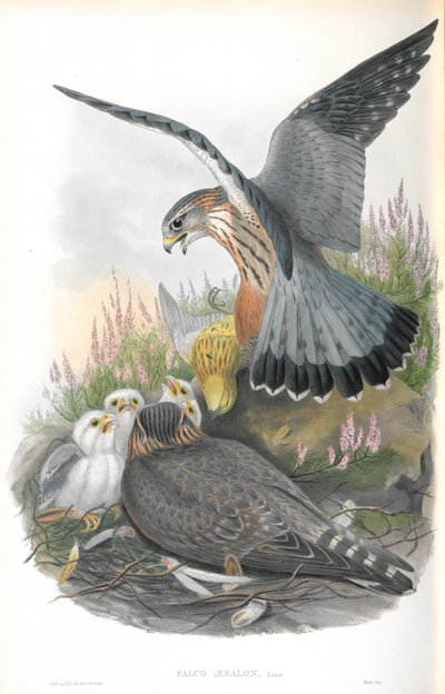 Illustration des Merlinfalken von John Gould