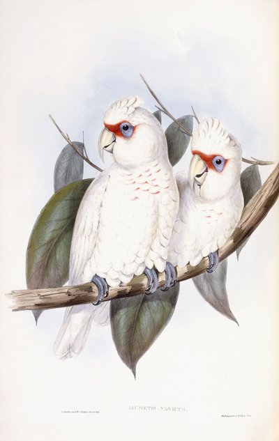 Langschnabelkakadu von John Gould