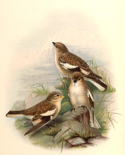 Montifringilla adamsi von John Gould