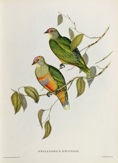 Ptilinopus Ewingii von John Gould