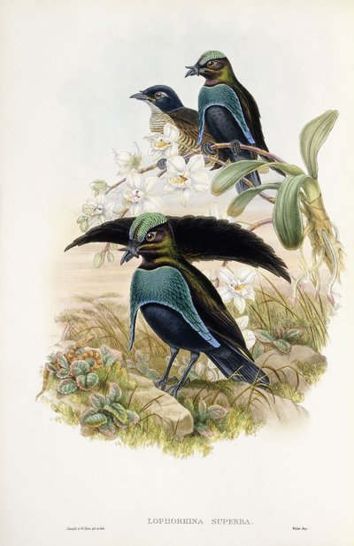 Fabelhafter Paradiesvogel von John Gould