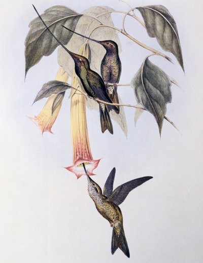 Schwertschnabelkolibri (Docimastes ensiferus) von John Gould