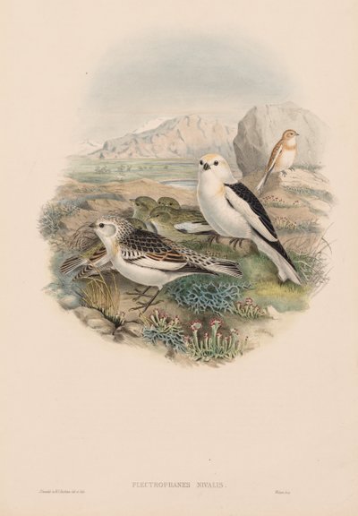 Die Vögel von Großbritannien: Plestrophanes nivalis von John Gould
