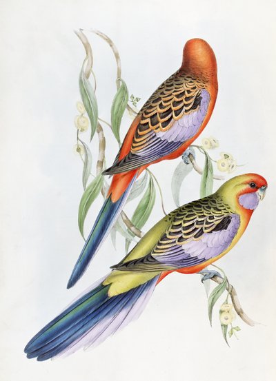 Unbekanntes Bild von John Gould