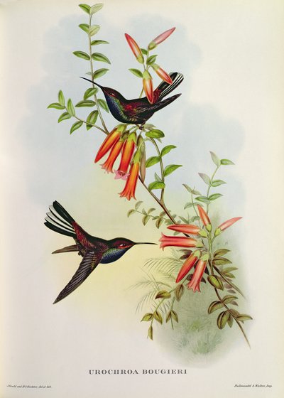 Urochroa Bougieri von John Gould