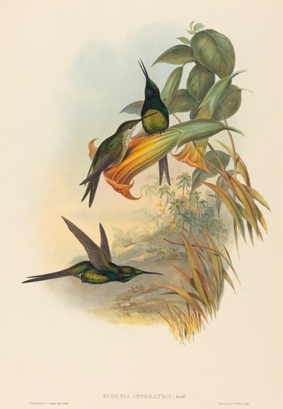 Eugenia imperatrix (Kaiserkolibri) von John Gould and H.C. Richter