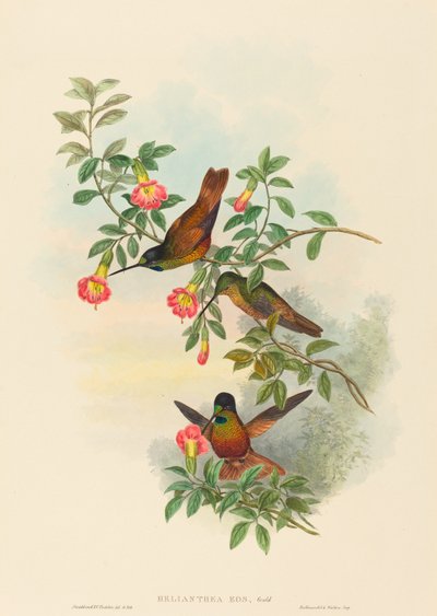 Helianthea eos (Goldener Sternfrontlet) von John Gould and H.C. Richter