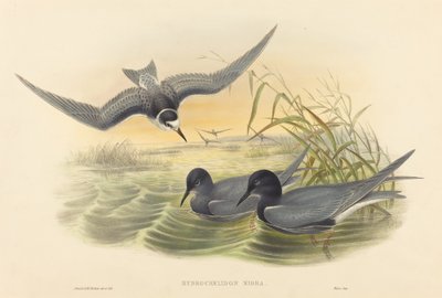 Hydrochelidon nigra von John Gould and H.C. Richter