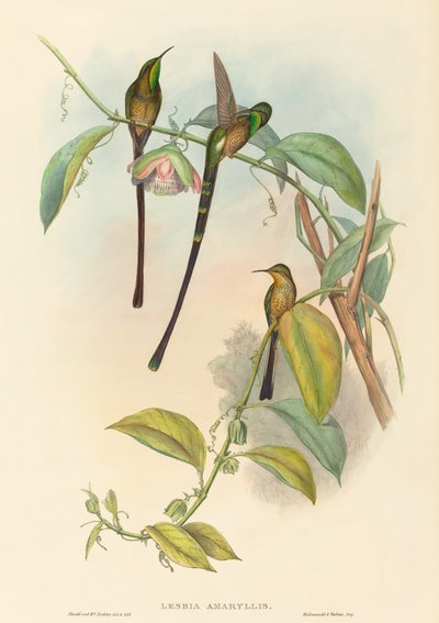 Lesbia Amaryllis von John Gould and H.C. Richter