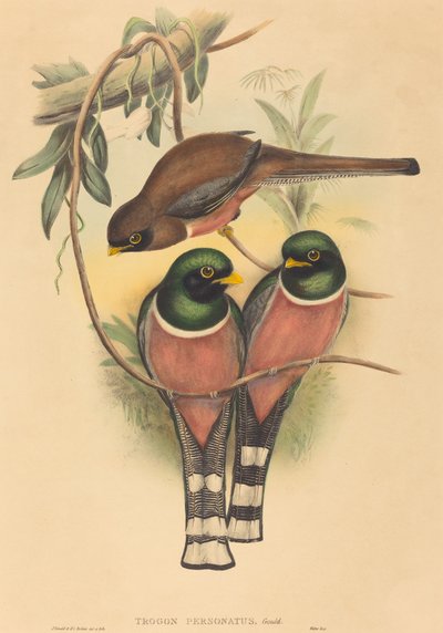 Trogan personatus von John Gould and H.C. Richter
