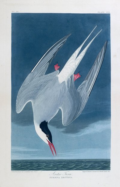Arktische Seeschwalbe, Vögel von Amerika von John James (after) Audubon