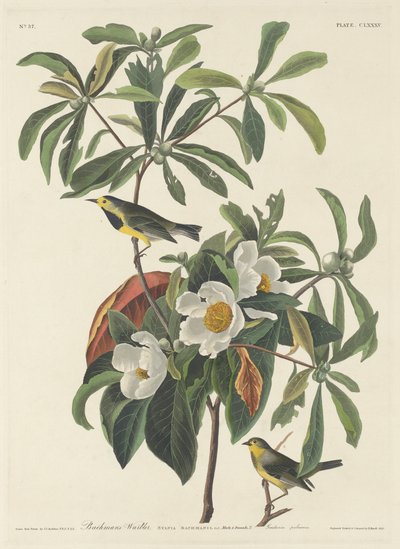 Bachmans Waldsänger von John James (after) Audubon