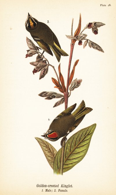 Goldhähnchen, Regulus satrapa von John James (after) Audubon