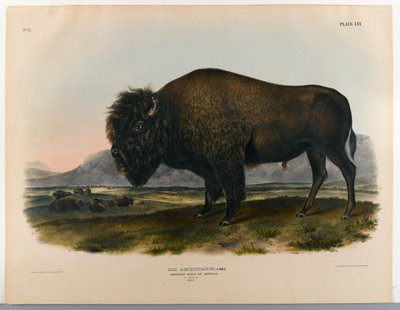 Amerikanischer Bison oder Büffel von John James Audubon