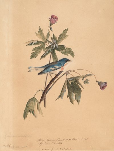 Blau-Gelber Rückensänger, 1812 von John James Audubon