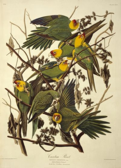 Karolina-Papagei. Psittacus Carolinensis von John James Audubon