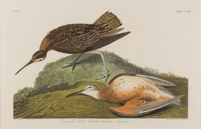 Eskimobrachvogel, 1834 von John James Audubon