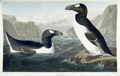 Riesenalk, 1836 von John James Audubon