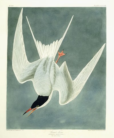 Großer Brachvogel, Männchen, Frühlingsgefieder, 1836 von John James Audubon