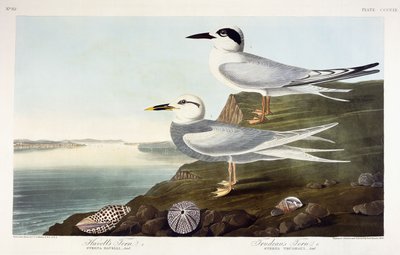 Havells Seeschwalbe und Trudeaus Seeschwalbe, 1838 von John James Audubon