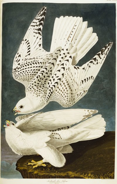 Isländischer oder Jer-Falke. Gerfalke von John James Audubon