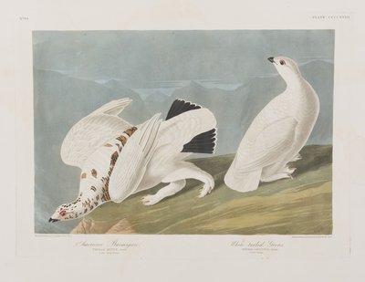 Illustration aus 