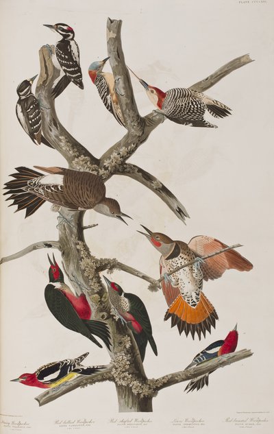 Illustration aus 