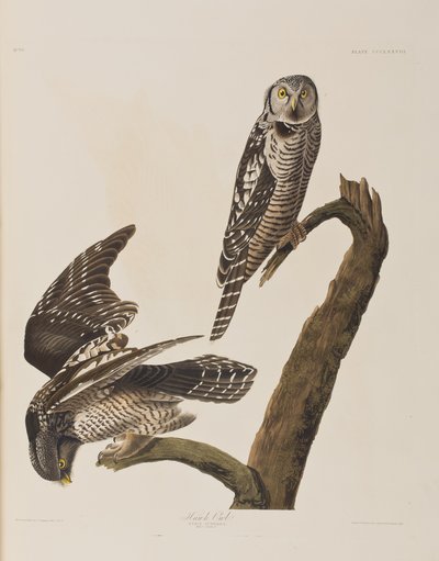 Illustration aus 