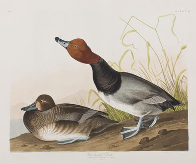 Illustration aus 