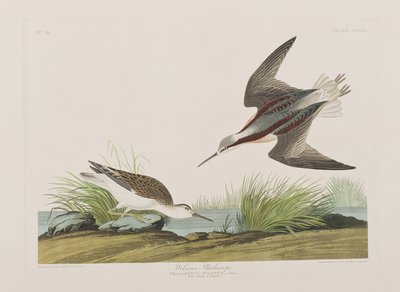 Illustration aus 