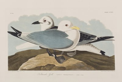 Illustration aus 