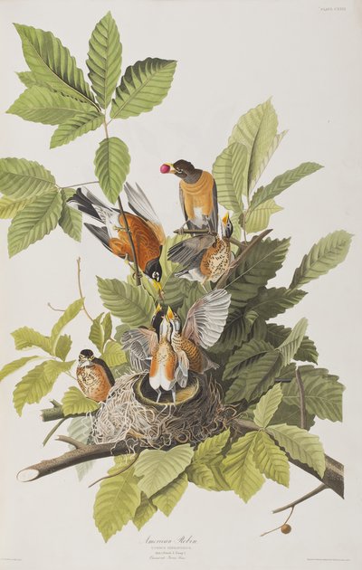 Illustration aus 