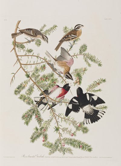 Illustration aus 