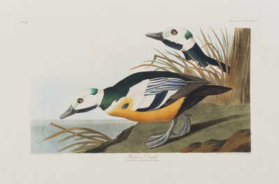 Illustration aus 