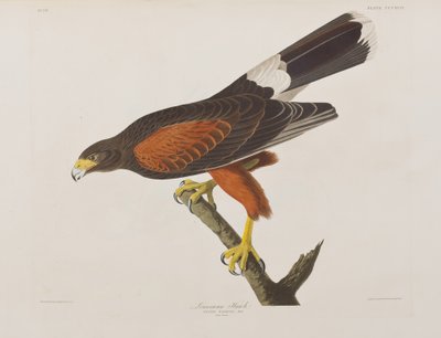 Illustration aus 
