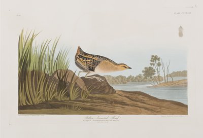 Illustration aus 