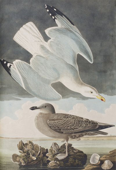Illustration aus 