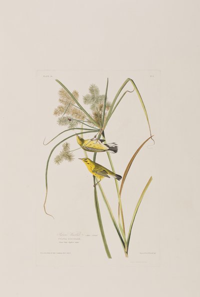 Illustration aus 