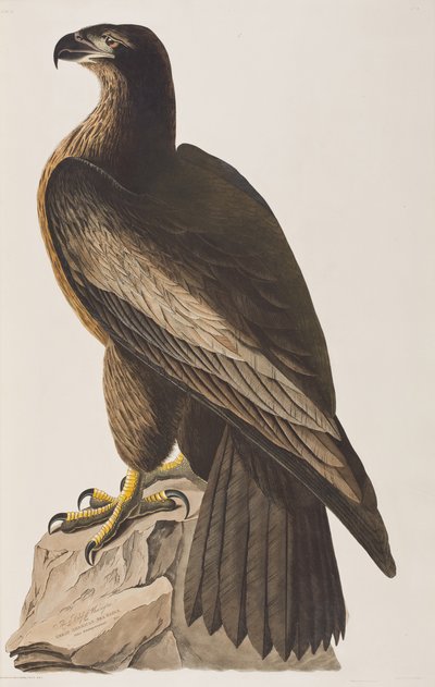 Illustration aus 