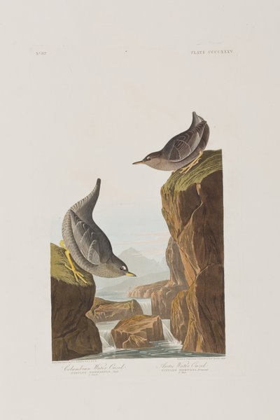 Illustration aus 